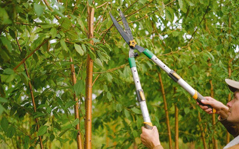 Tree trimming in Milmine, IL